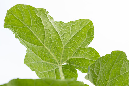 Green leaf texture with white backgroundの写真素材