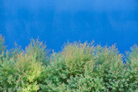 Green bush with blue wall backgroundの写真素材