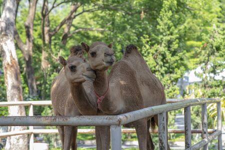 Couple of lovely camels sweet moment in iron cage at zooの写真素材