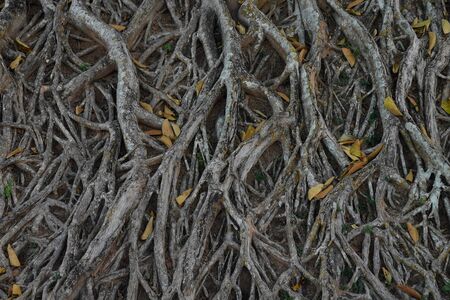 Pattern of big tree root on ground. Very complicate plant tree rootの写真素材