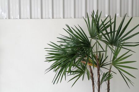 Vintage minimal style of tree leaf decoration for background template and leaflet presentationの写真素材