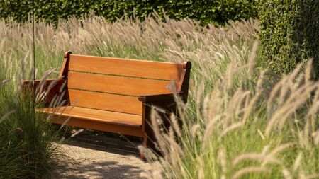 Wooden bench located among white grass flowers and green grass 