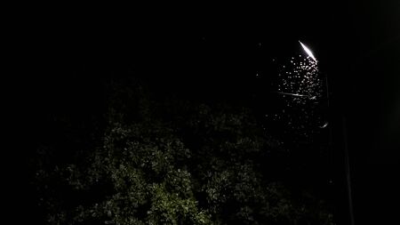 Mayfly playing spotlight light in the dark. Misunderstand people who own bearish stock in stock market.の写真素材