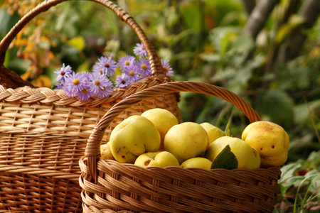 quinces in basketの写真素材