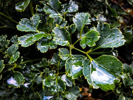 Water Drops On Leaf