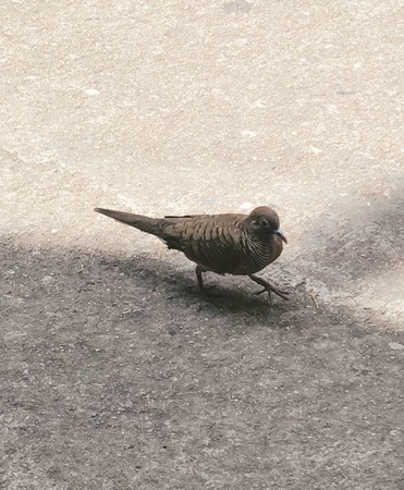 Sparrow Bird Walkingの写真素材