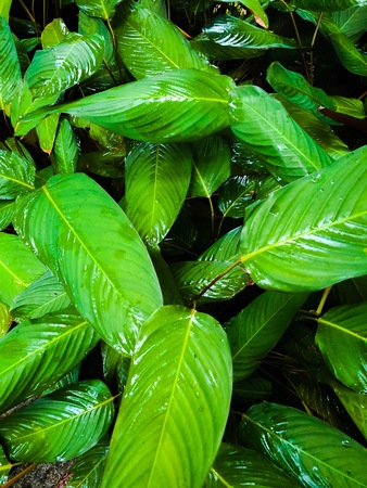 Leaf Garden After Rain