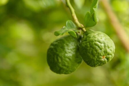 Kaffir lime or bergamot fruit on tree