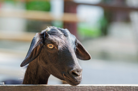 The black goat which imprisons at the zoo