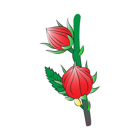 Vector cartoon roselle on white background.のイラスト素材