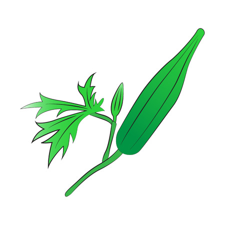 Vector cartoon Green Okra on white background.のイラスト素材