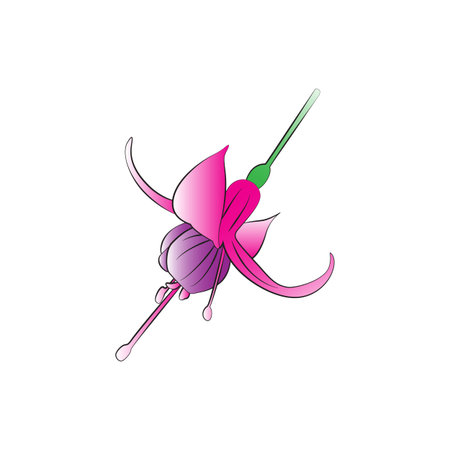 Vector cartoon fuchsia Plant on white background.