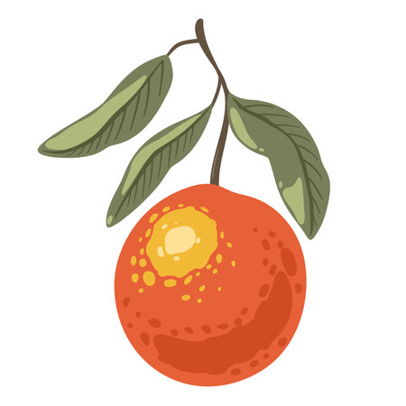 Cartoon sketches of orange on branch on white background. Citrus fruit of orange, elements for packaging print, pattern, label.のイラスト素材