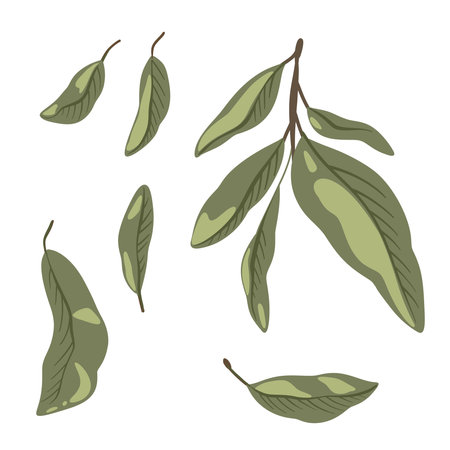 Cartoon sketches of orange leaves and branches on white background. Citrus fruit of orange, elements for packaging print, pattern, label.のイラスト素材