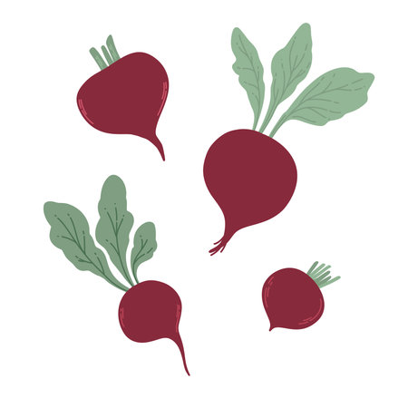 Beet. Red beetroot with leaves whole isolatedのイラスト素材