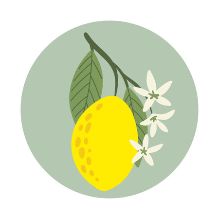 Lemon plant flowers and leaves. Blossoming lemonのイラスト素材