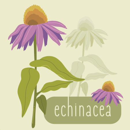 Poster with plant Echinacea purpurea herb. Textのイラスト素材