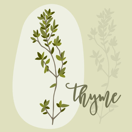 Hand drawn thyme branches and bunch. Thymusのイラスト素材