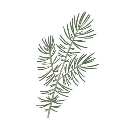 Vector fir branch isolated, evergreen tree, pineのイラスト素材