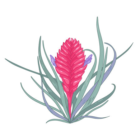 Pink tillandsia purple flowers, long green leavesのイラスト素材