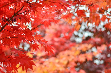 red maple tree background