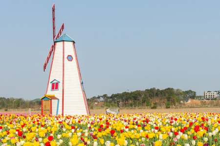 colorful tulips in the park and wooden windmills on backgroundの写真素材