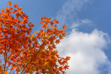 maple Leaves, Autumn abstract backgrounds [Soft focus]の写真素材