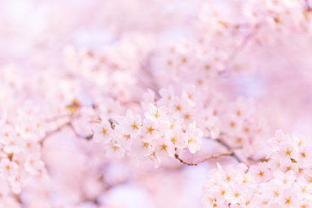 Pink cherry blossom in full bloom.[Soft focus Background]の写真素材