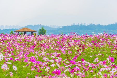 cosmos flower in seoul,koreaの写真素材