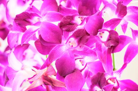 Orchid flower in garden, Thai orchids. Cymbidium hybrids Orchids, for postcard beauty and agriculture idea concept design.の写真素材