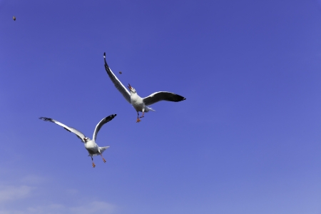 Poo eating birds hoveringの写真素材