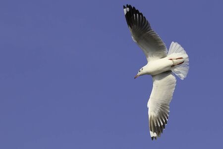 Freedom of bird flying in the skyの写真素材