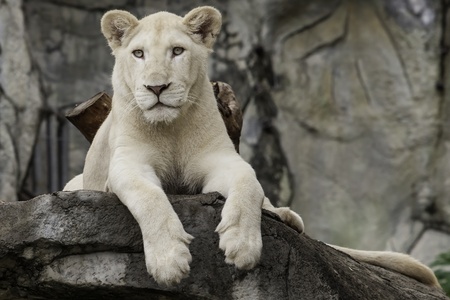 There are only two white lion in Thailand