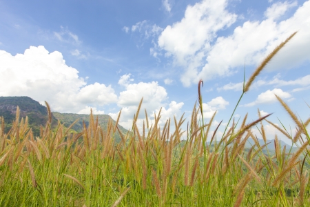 Mostly cloudy bright days.の写真素材