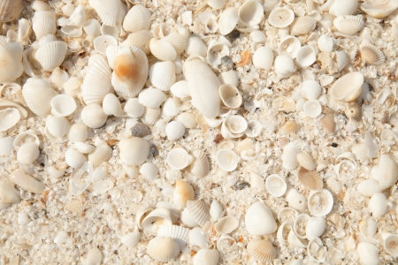 Is a seaside shellsの写真素材