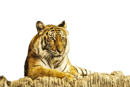 Tigers Cut white background