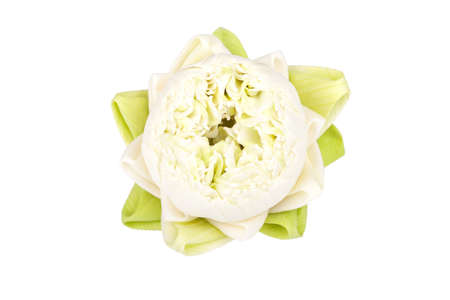 White lilies on a white background.の写真素材