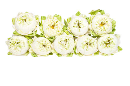 White lilies are combined into a wall on a white background.の写真素材