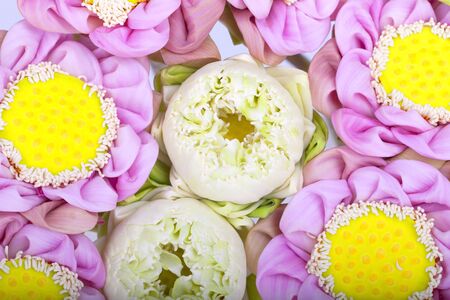 Group Lotus is placed on a white background.の写真素材