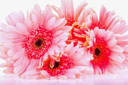 The chrysanthemum on a white background.
の写真素材
