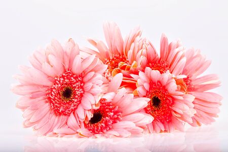 The chrysanthemum on a white background.
の写真素材