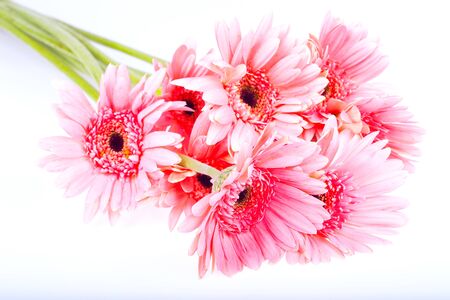 The chrysanthemum on a white background.の写真素材