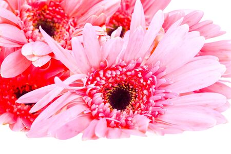 The chrysanthemum on a white background.の写真素材