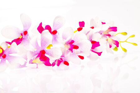 A white flower backdrop の写真素材