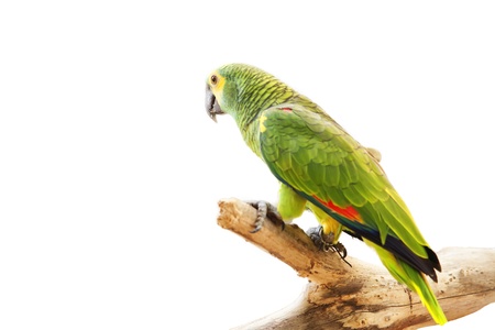 parrot on white background の写真素材