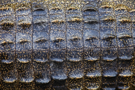 Crocodile skin texture の写真素材