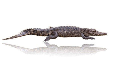 Crocodile on a white background の写真素材