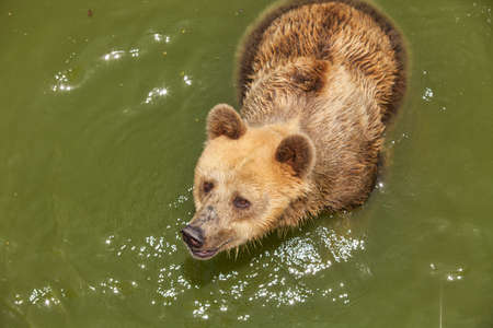 Bear in green water