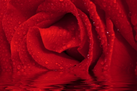 Red rose with water drops on the flower.の写真素材