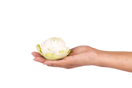 Holding lotus on white background の写真素材